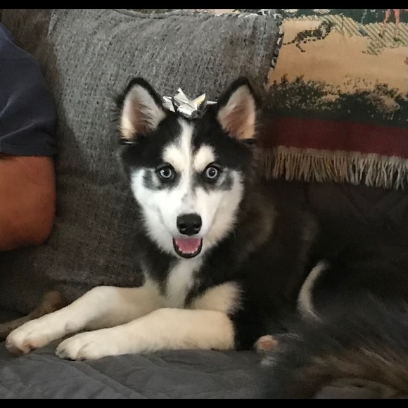 Meet your Posher, B. - Picture 1 of 1